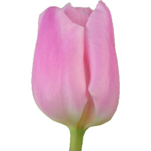 Tulipan Aafke Rosa