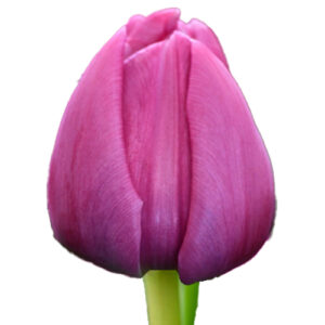Tulipan Double Princess Morado