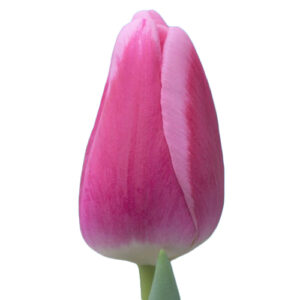 Tulipan Dutch Delight Rosa Blanco