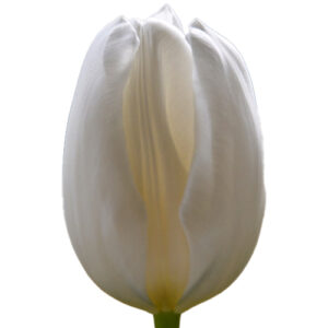 Tulipan Polar Bear Blanco