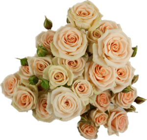 Rosa Spray Creta Salmon