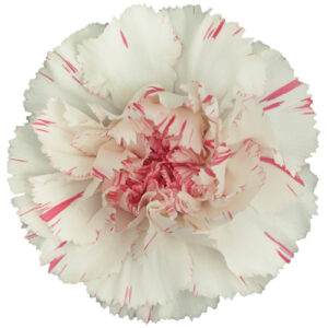 Clavel Blanco Rosa Colombia
