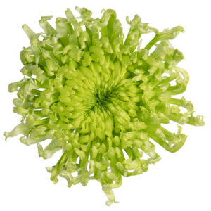 Crisantemo Monoflor Bombellini
