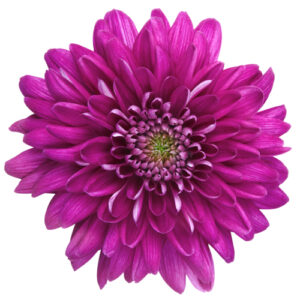 Crisantemo Monoflor Fucsia