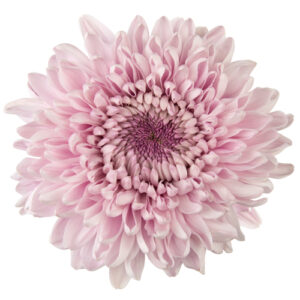 Crisantemo Monoflor Rosa