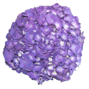 Hortensia Premium Morada