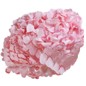 Hortensia Premium Rosa