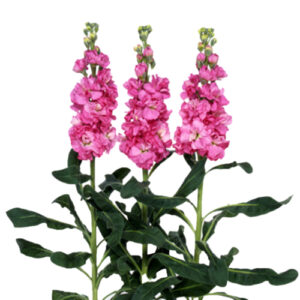 Matthiola Rosa España