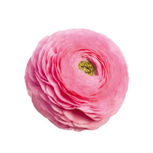 Ranunculo Rosa