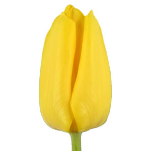 Tulipan Brigh Sun