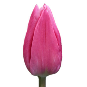 Tulipan Jumbo Pink