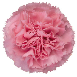 Clavel Rosa