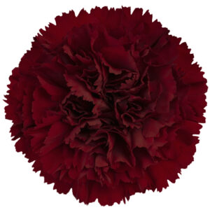 Clavel Select Sangre de Toro