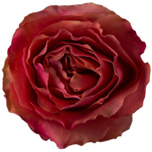 Rosa Hot Carpediem