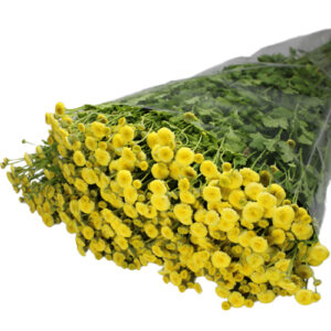 Tanacetum Amarillo
