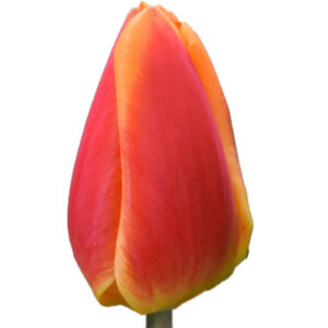 Tulipan Carpe Diem