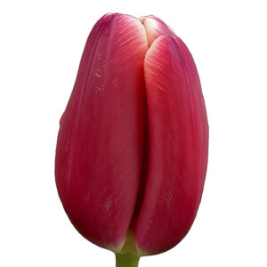 Tulipan Masterclass