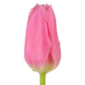 Tulipan Matchmaker