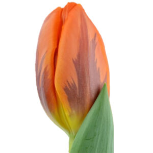Tulipan Princess Irene