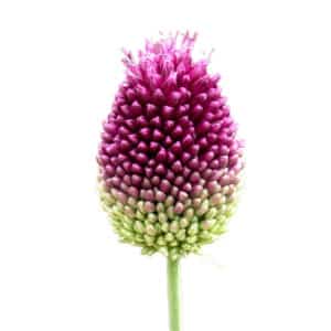 Allium Sphaerocephalon