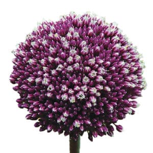 Allium Summer Drummer