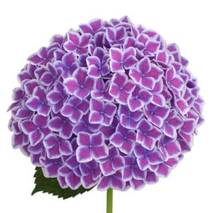 Hortensia Bicolor