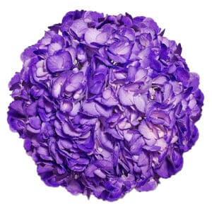 Hortensia Junbo Morado