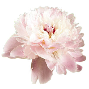 Peonia Alertie Rosa