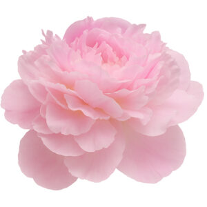 Peonia Florence Nicholls