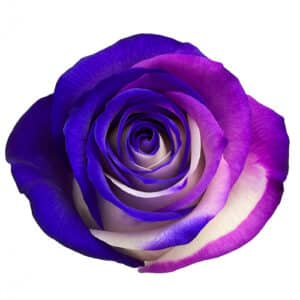 Peonia Galaxy Fucsia Blanca