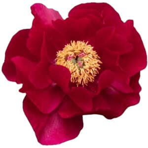 Peonia Mackinac Grand