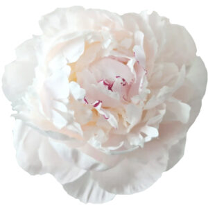 Peonia Odile