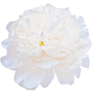 Peonia Princess Bride Blanca