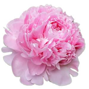 Peonia Sarah Bernhardt
