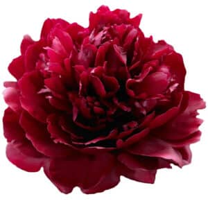 Peonía Sarah Bernhardt