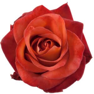 Rosa Coffee Break