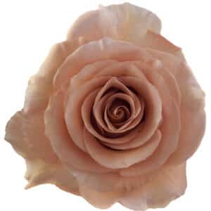 Rosa Moab Crema