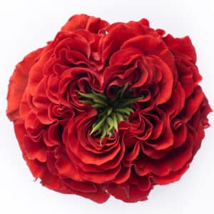 Rosa Red Monster