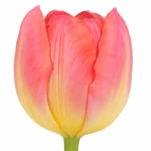 Tulipán Flash Point