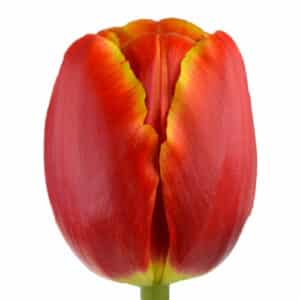 Tulipan Veandi