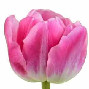 Tulipan Voque Rosa
