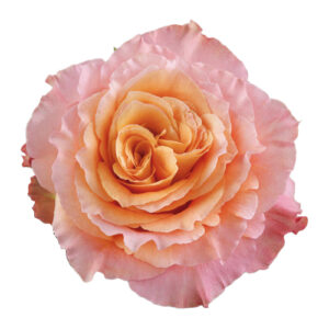 Rosa Free Spirit